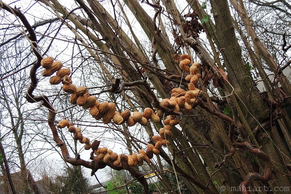 Peanut strings in tree
