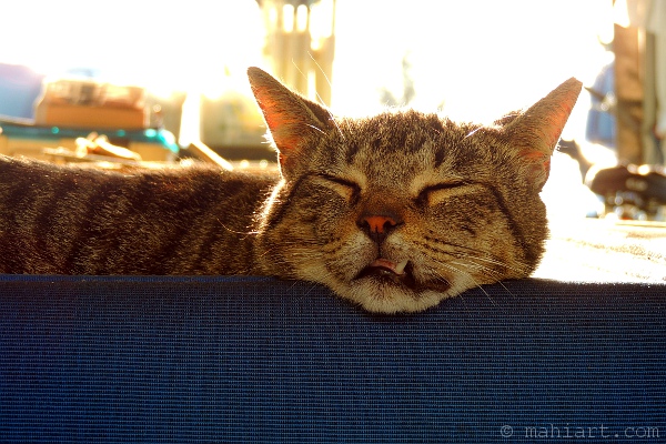 Cat napping on chair back