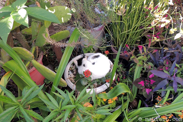 Cat napping in flower pot