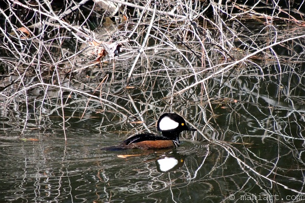 Hooded Merganser duck - male