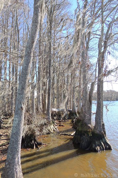 Cypress trees in winter along the water