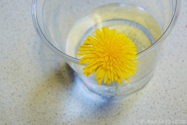 Dandelion in plastic cup