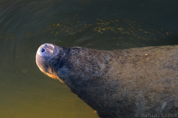 Manatee surfacing to breathe