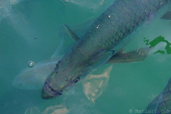 Closeup of a tarpon