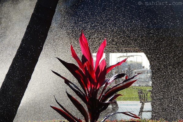 Colorful plant in the middle of sprinkler droplets