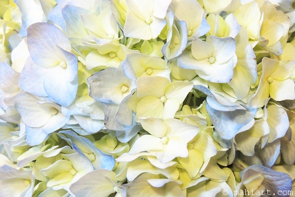 Closeup of blue hydrangea