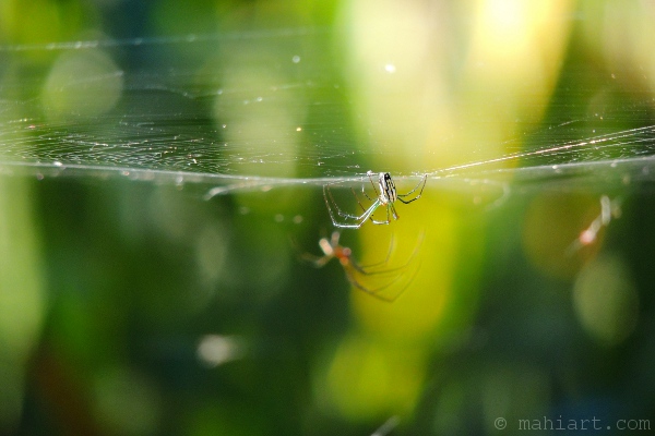 Closeup of spider in web with spider in background