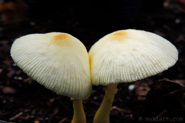 Pair of mushrooms growing close together