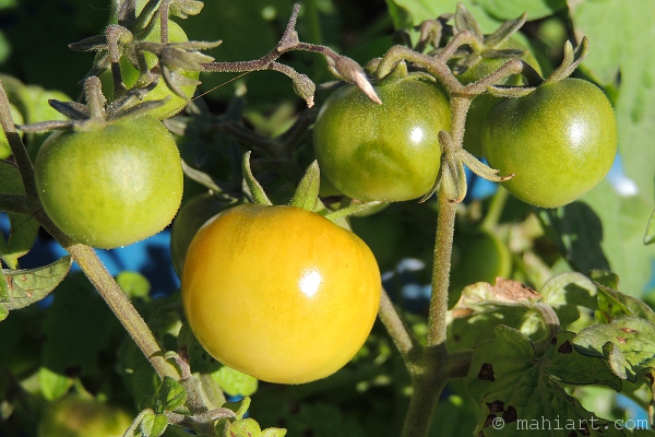 Tomatoes reddening on plant