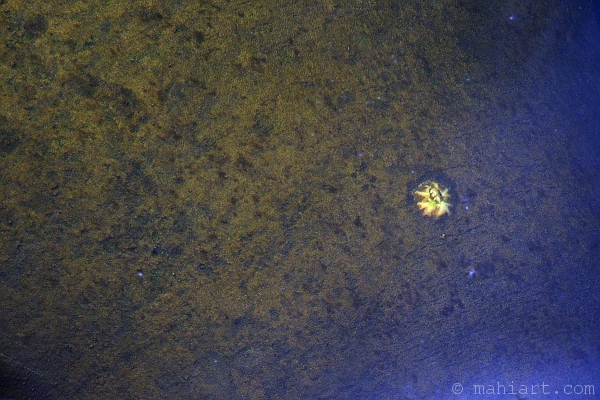 Closeup of barnacle on manatee skin