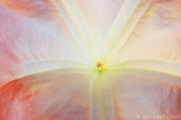 Closeup of the inside of an Angel's Trumpet (brugmansia) flower