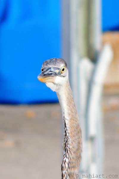 Closeup of heron head