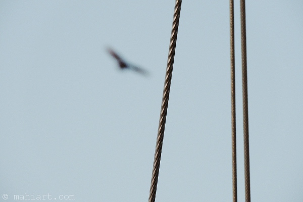 Blurry bird in background of sailboat's steel cable standing rigging.