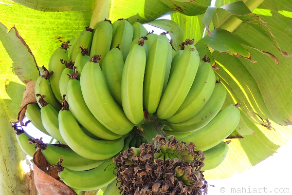 Bananas ripening on tree