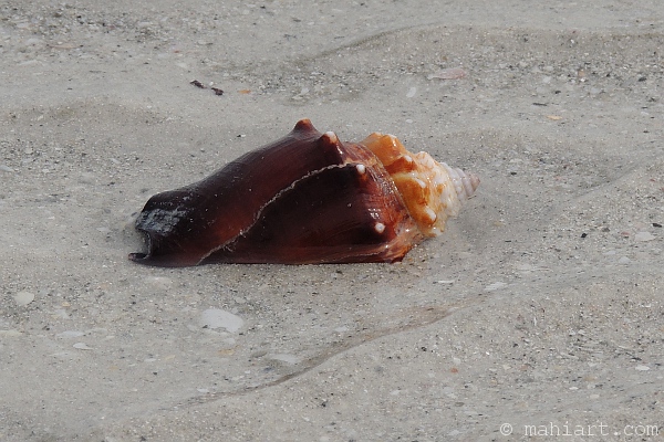 Shell on the beach on Sanibel Island