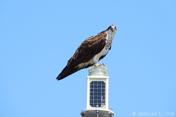 Osprey on top of channel marker solar panel