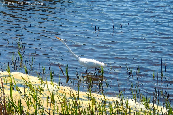 Egret with his neck stretched out.