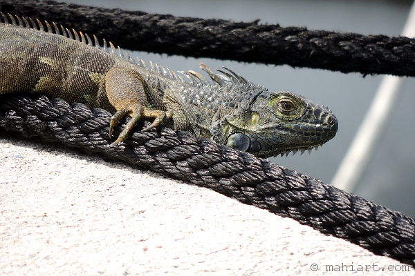 Iguana on dock lines