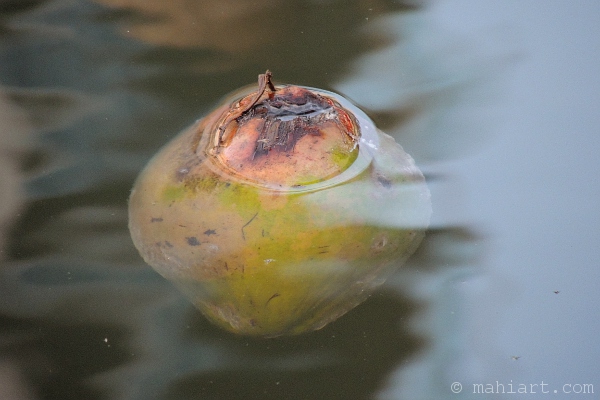 Coconut floating in the water