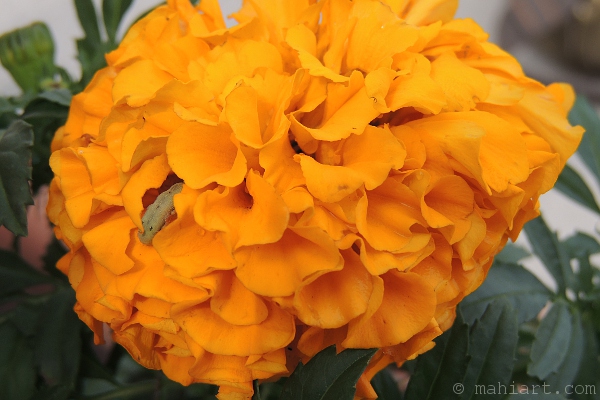 Larva found on Marigold