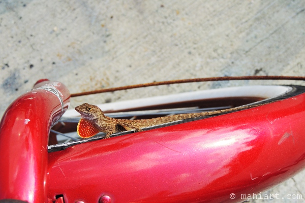 Gecko on red bicycle
