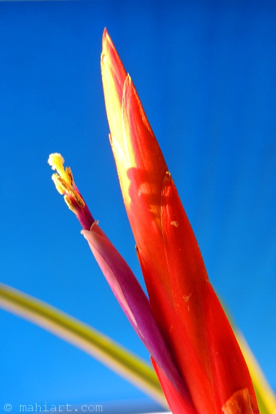 Closeup of tillandsia bloom