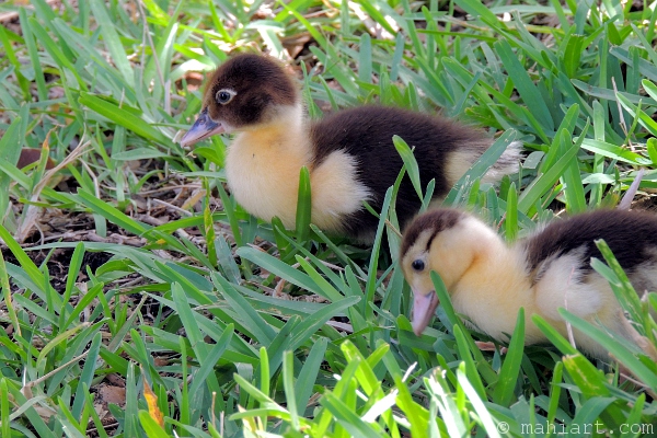 Ducklings in the grass