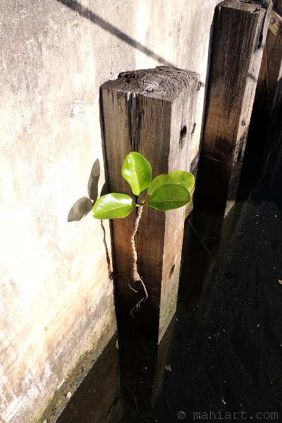 Tree shoot growing on dock piling