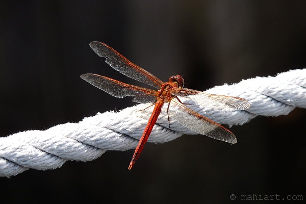 Dragonfly on dock line