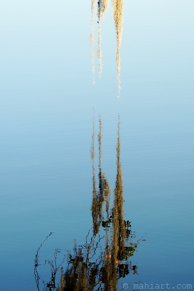 Spanish moss reflected in the water