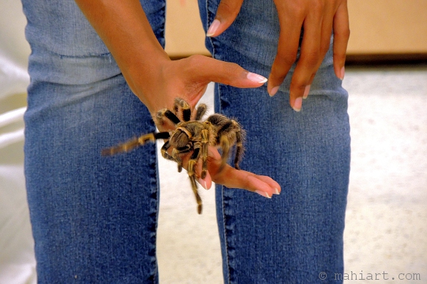 Tarantula in woman's hands