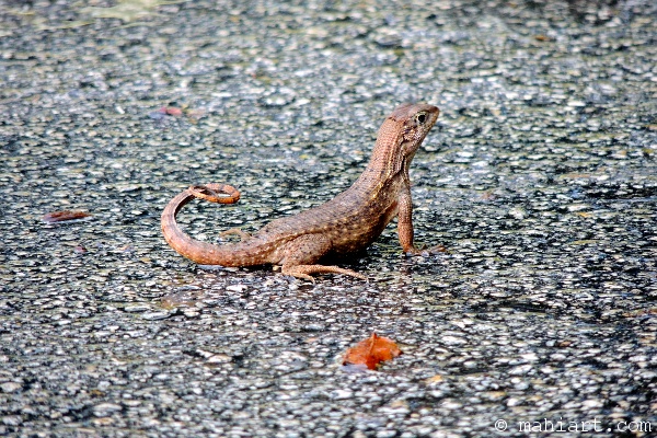 Curly tail lizard in parking lot