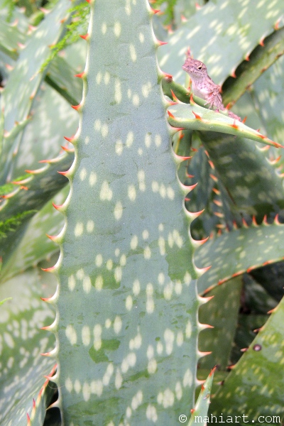 Aloe plant with gecko