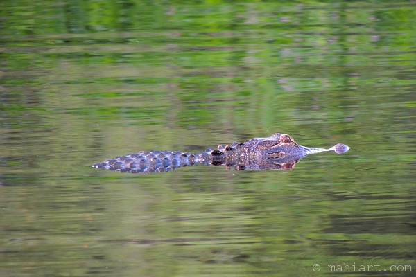 alligator and his reflection in the waccamaw river