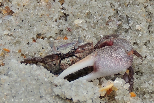 fiddler crab hiding in the sand