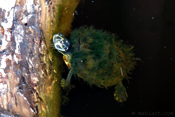 turtle, furry, fuzzy, algae, green, waccamaw river