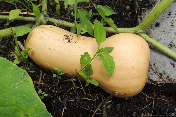 Butternut squash growing in garden