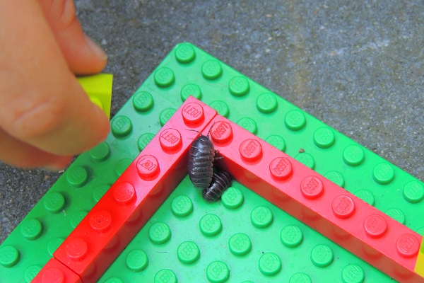 kids building a lego house for roly poly bugs