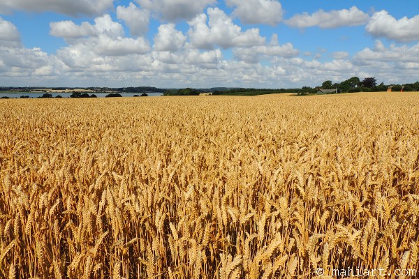 Wheat field.