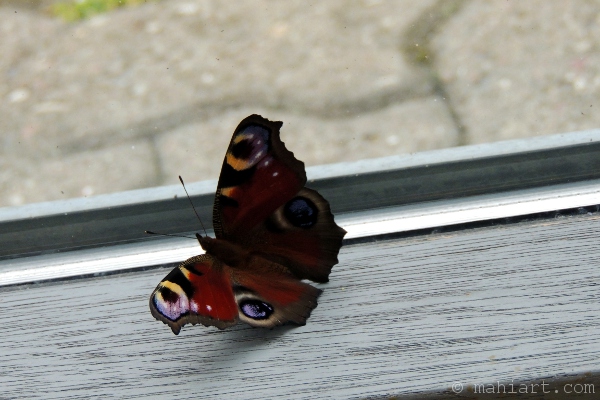 Butterfly in windowsill