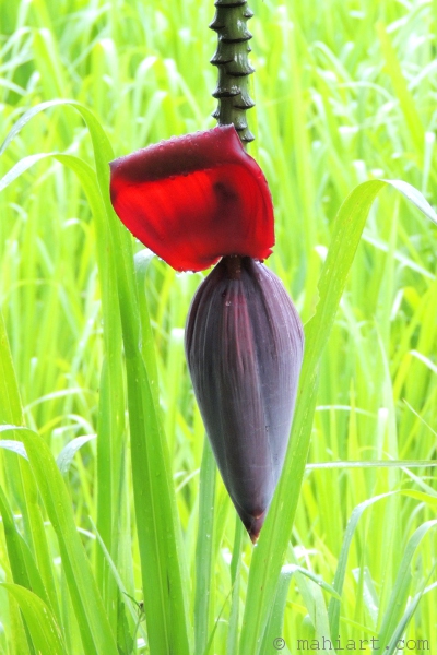 Banana Flower