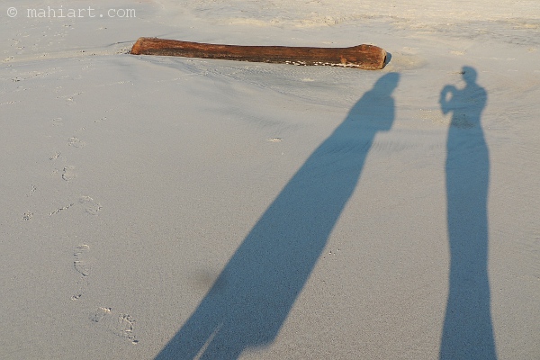 driftwood on the beach with shadows of two people