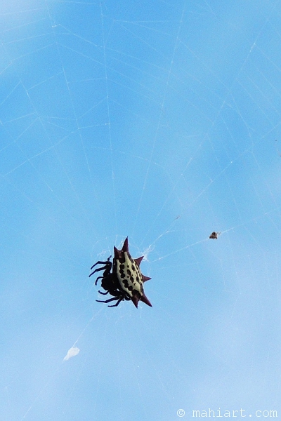 Spider in the Sky.