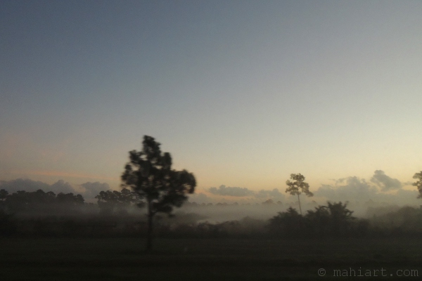 Florida Fog