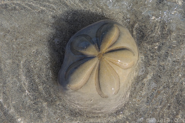 Large sand dollar in shallow ocean water