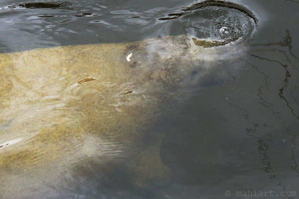 Manatee dipping down in the water after coming up for air