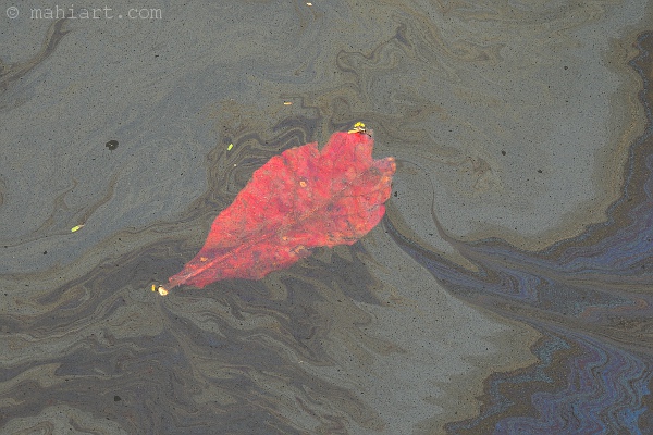 A red leaf floating in fuel coated water of the Miami River