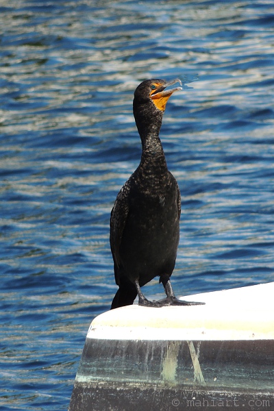 Cormorant on float in the Miami River