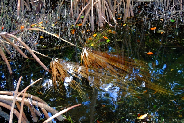 Palmetto fronds under shallow water surrounded by mangroves