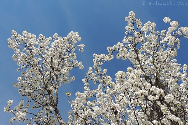Abundant white Bradford Pear blossoms.